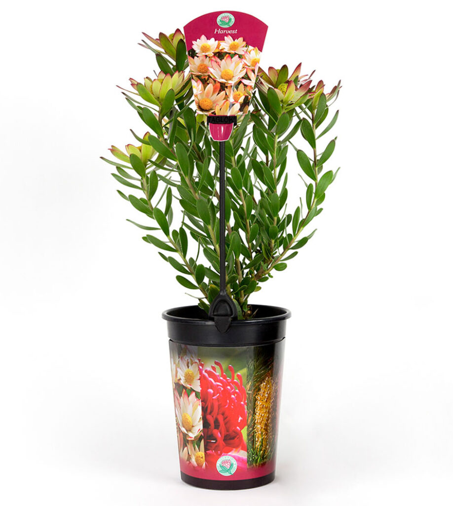 Proclip® Plant Label Holders